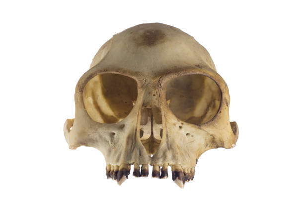 Top part of Monkey skull front view on white background