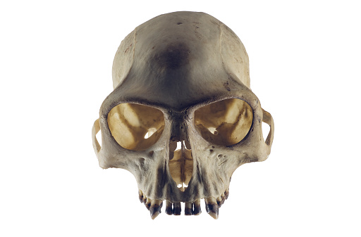 Spotted hyena skull, Crocuta crocuta, also known as laughing hyena, is a carnivorous mammal of the family Hyaenidae, of which it is the largest extant member.