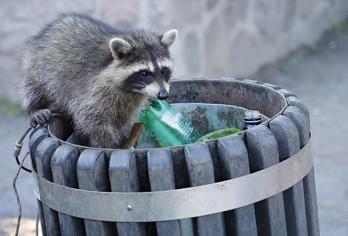 Raccoon looking for food in Public Garbage Bin