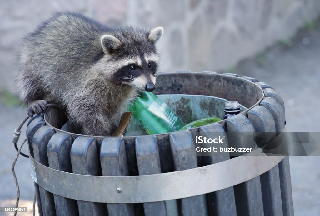 Urban Raccoon Looking For Food In Public Garbage Stock Photo Biology Diagrams