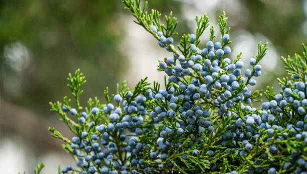 ジュニペラス・バージニアナの木や鉛筆杉の美しい枝のクローズアップと熟した青い果実がたくさん。青果実の選択的焦点東レッドシーダーツリー。デザインの自然コンセプト - virginiana ストックフォトと画像