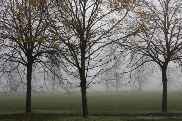 istock Bare trees and cold autumn mist at Figges Marsh Mitcham Merton 1288396921