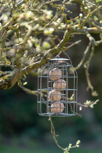 Squirrel proof bird feeder with suet balls
