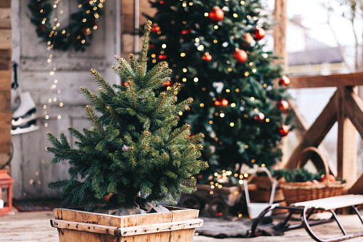 Small Christmas tree in a wooden pot in the backyard with christmas decorations. High quality photo