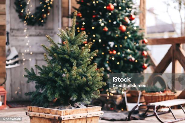 Small Christmas Tree In A Wooden Pot In The Backyard With Christmas Decorations Stock Photo - Download Image Now