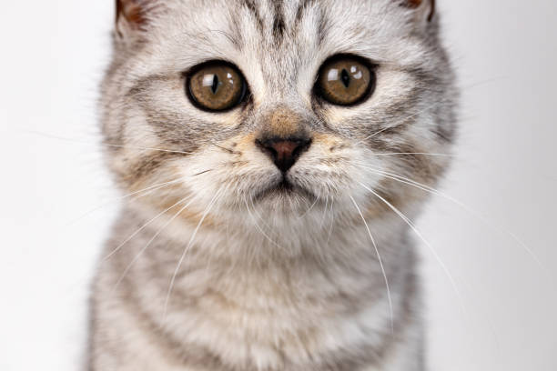 istock Scottish straight cat tabby on white background 1288398196