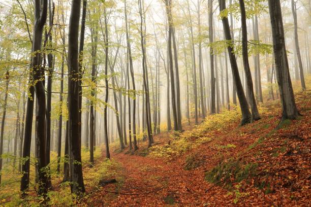 istock Autumn forest in the fog 1288398341