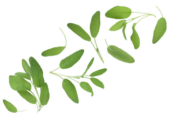istock Sage herb leaves isolated on white background with clipping path . Top view. Flat lay 1288399348