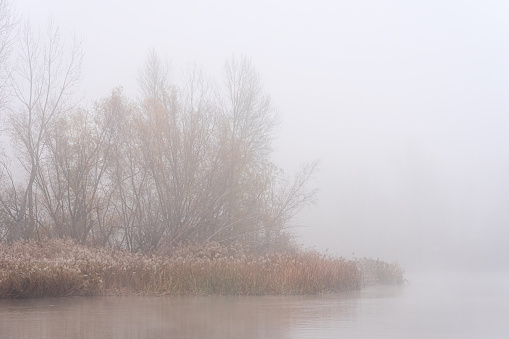 Riverside forest landscape of the Duero river in a mysterious foggy day in Zamora, Spain