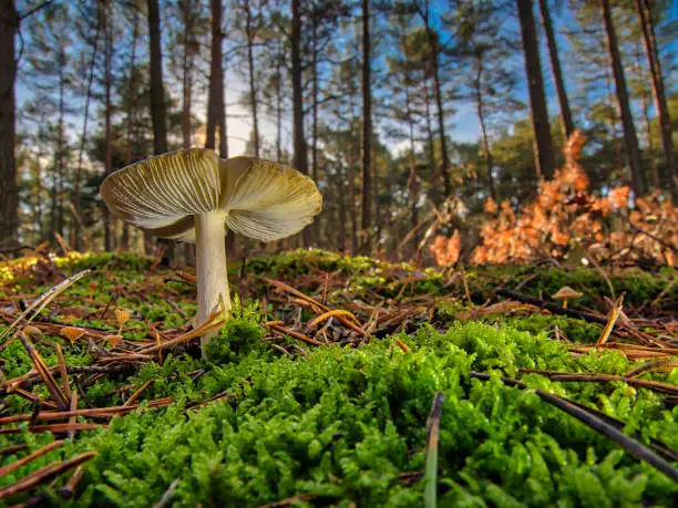 Photo of in the middle of autumn you can find this beautiful täubling in the forest.