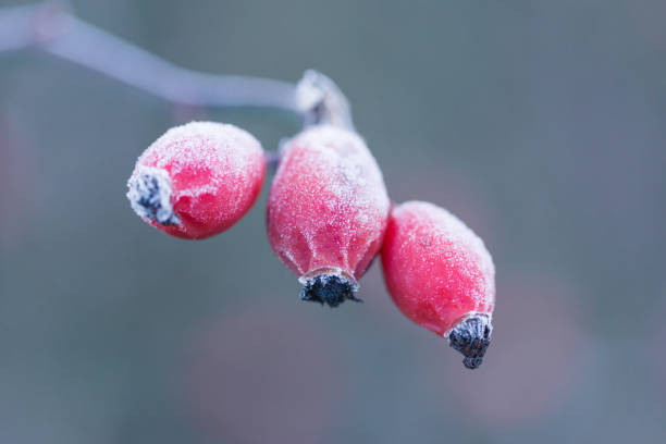 Frost laced  bright red rose hips on a beautiful winter's day