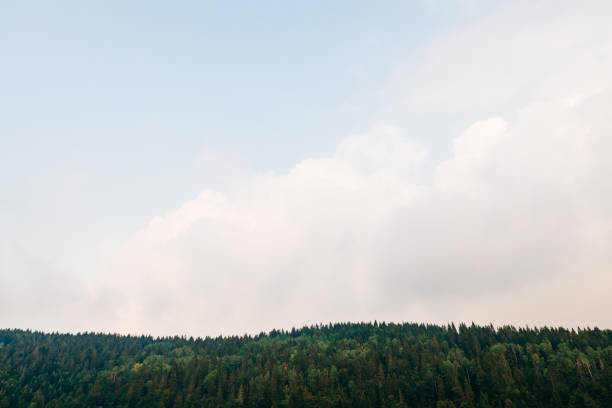 View of a pine tree forest on a sunny day