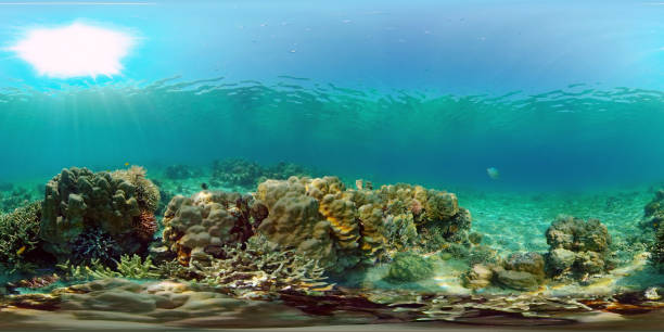 istock Coral reef and tropical fish underwater. Philippines. 360-Degree view 1288401789