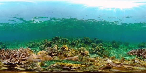 istock Coral reef and tropical fish underwater. Philippines. 360-Degree view 1288403288