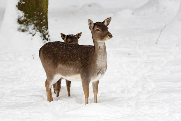 Photographed in the dunes of the Netherlands.
