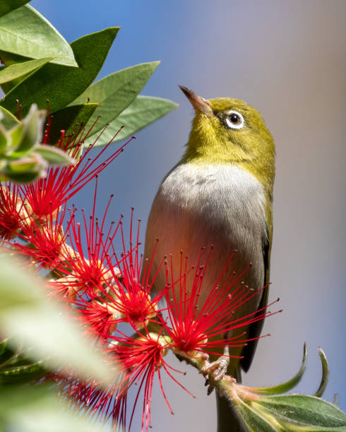 oiseau de silvereye sur un bottlebrush - native bird photos et images de collection