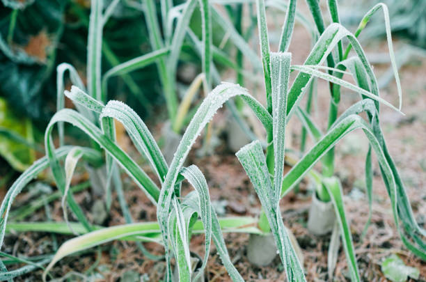 Leeks in winter vegetable garden