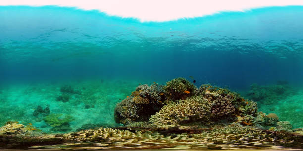 istock Coral reef and tropical fish underwater. Philippines. Virtual Reality 360 1288403987