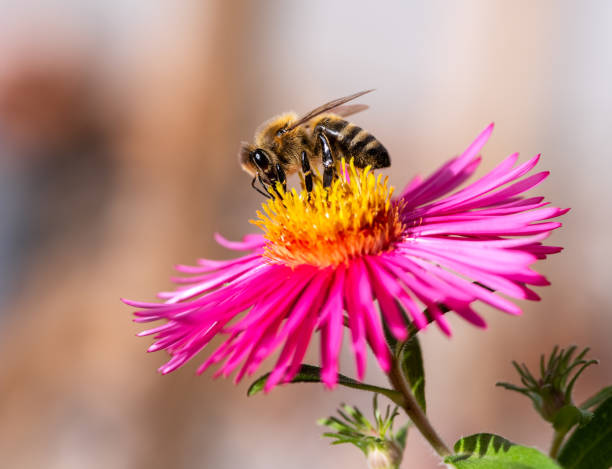 istock Bee collecting nectar at a pink aster blossom 1288405280