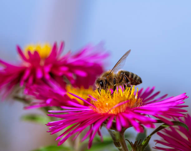 istock Bee collecting nectar at a pink aster blossom 1288405313