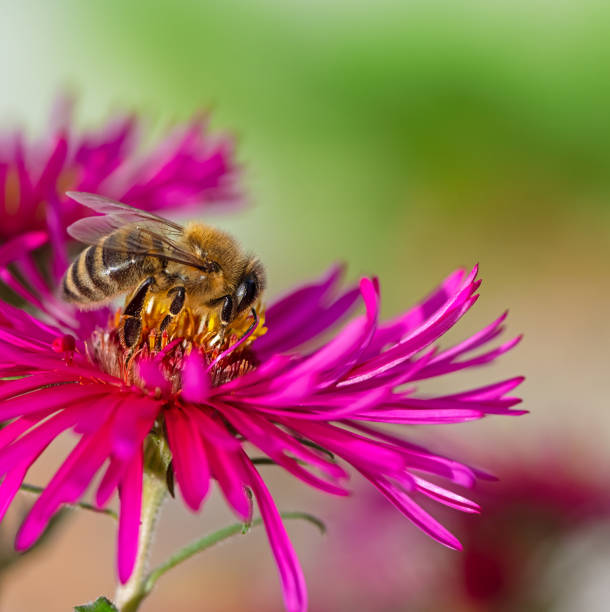 istock Bee collecting nectar at a pink aster blossom 1288405342