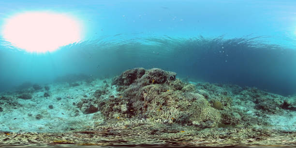 istock Coral reef with fish underwater. Philippines. Virtual Reality 360 1288405499