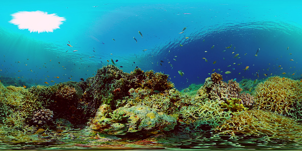 Underwater Tropical Reef View. Tropical fish reef marine. Soft-hard corals seascape. Philippines. Virtual Reality 360.