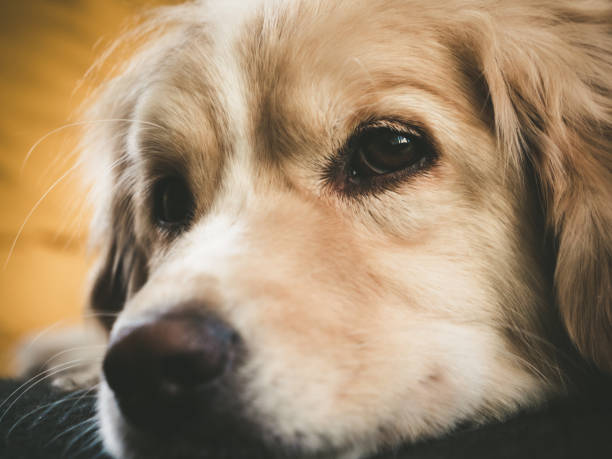 istock Cute mix breed dog is looking at the camera 1288407284