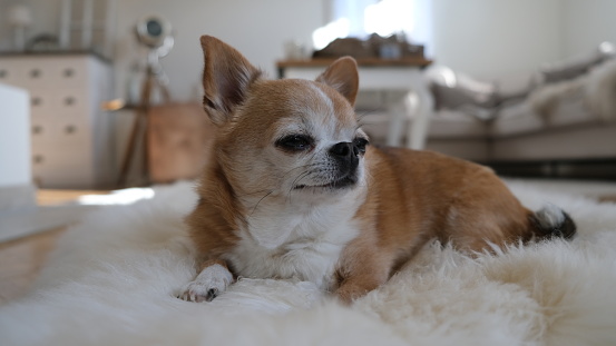 Chihuahua pequeño perro señora marrón photo