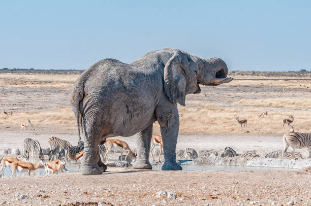 istock African elephant drinking water at the Nebrownii waterhole 1288408464