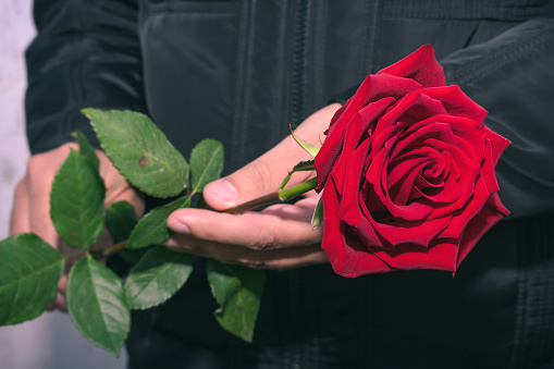 A man holds a red rose in his hands during a funeral farewell ceremony or other tradition