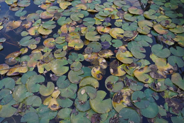 istock Green and yellow water lily in a pond 1288409398