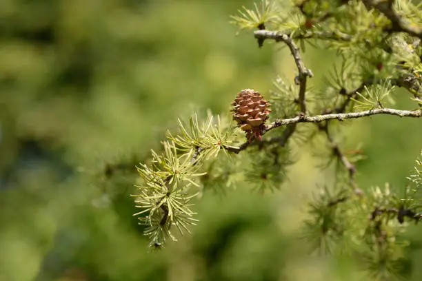 Photo of Larch Diana