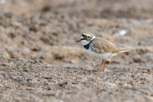 istock Little Ringed Plover standing on muddy ground looking into a distance 1288410260