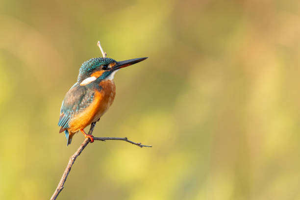 istock Common Kingfisher perching on a perch looking into a distance 1288410274