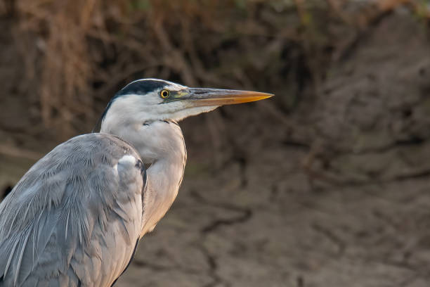 istock Close-up of Grey heron head and shoulder 1288410289
