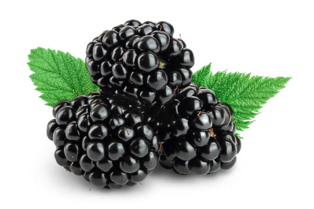 istock blackberry with leaf isolated on a white background closeup. Clipping path and full depth of field 1288411027