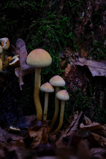 istock Hymenogastraceae 1288411141