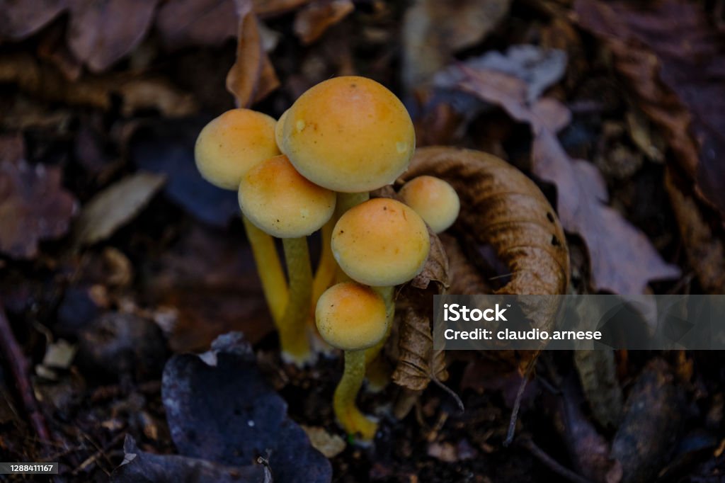 Hymenogastraceae Autumn Stock Photo