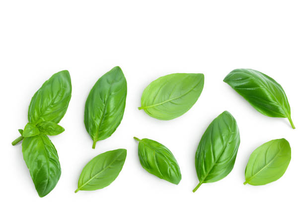 istock Fresh basil leaf isolated on white background with clipping path and full depth of field. Top view with copy space for your text. Flat lay 1288412821