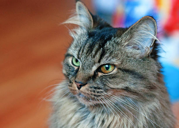 istock Beautiful tabby cat with different eyes. Close up 1288413281