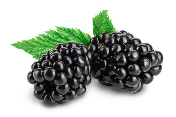 istock blackberry with leaf isolated on a white background closeup. Clipping path and full depth of field 1288413292