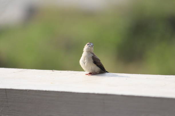 A tiny brown finch is looking upwards on a wall of house. Excellently formal bird is popular and widely seen across asia