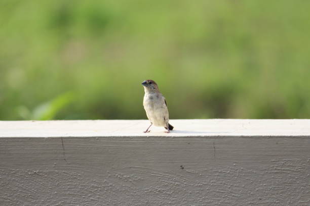 istock Funny finch 1288414091