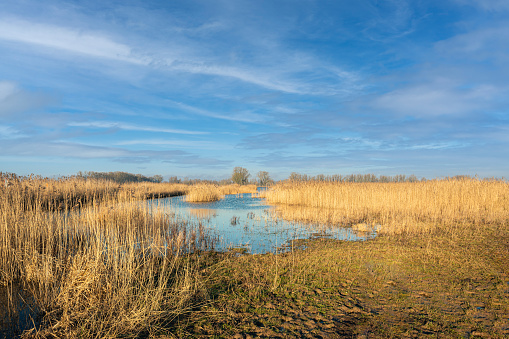 Reed beds in a swampy area in the Netherlands. The photo was taken on a sunny winter day near the village of Poederoijen, municipality of Zaltbommel, province of Gelderland.
