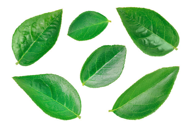 istock Bilberry or blueberry leaf isolated on white background with clipping path and full depth of field. Top view. Flat lay 1288417528