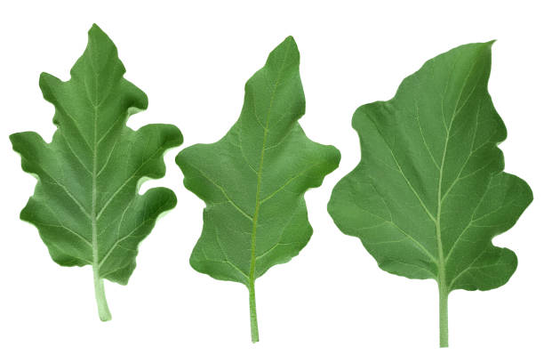eggplant leaf isolated on white background with clipping path and full depth of field. Top view. Flat lay,
