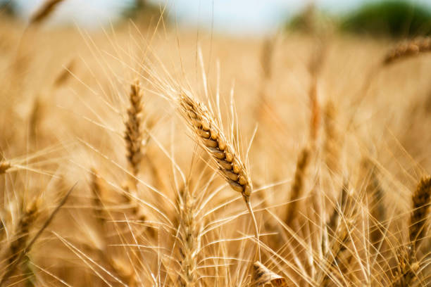 istock golden wheat field 1288418471