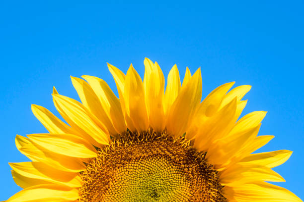 gelbe sonnenblume am blauen himmel - photography color image colors studio shot stock-fotos und bilder