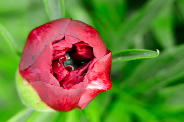 istock Red bud peony on a green background 1288419706
